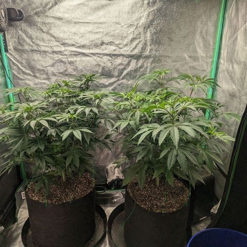 Lemon Cherry Gelato x Black Velvet #1 growlog timeline photo