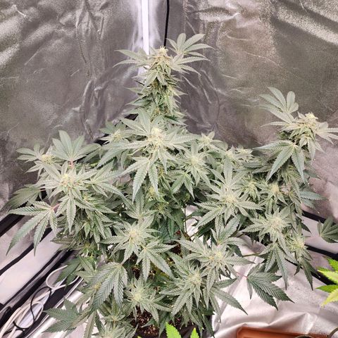 Apple Candies growlog timeline photo