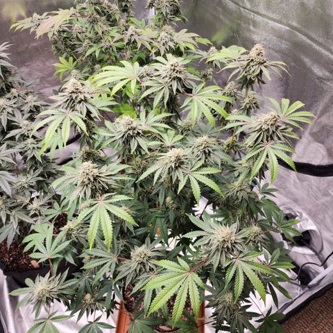 Apple Candies growlog timeline photo