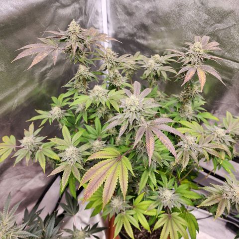 Apple Candies growlog timeline photo