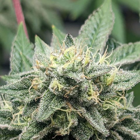 Apple Candies growlog timeline photo