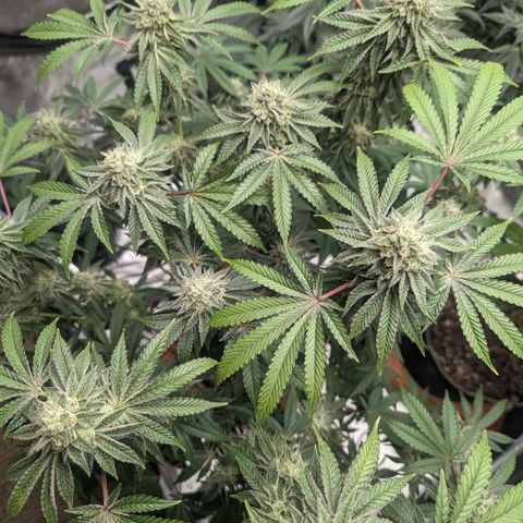 Apple Candies growlog timeline photo
