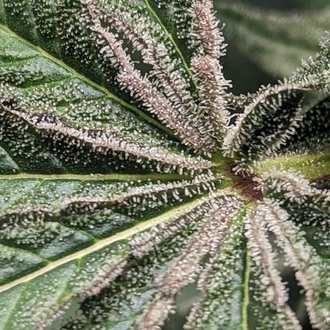 Apple Candies growlog timeline photo