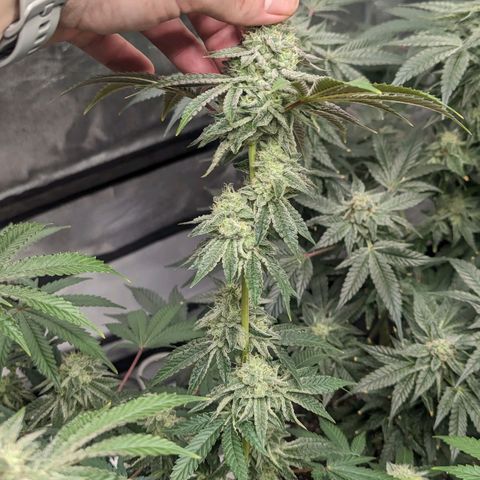 Apple Candies growlog timeline photo