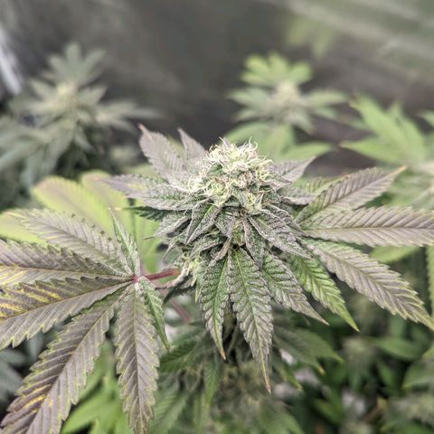 Apple Candies growlog timeline photo