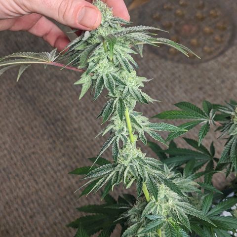 Apple Candies growlog timeline photo