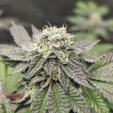 Apple Candies growlog timeline photo
