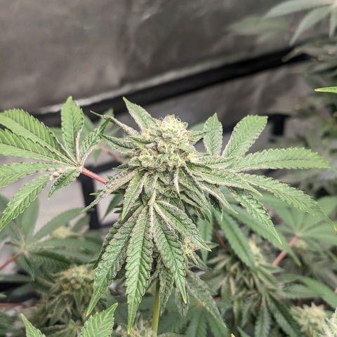Apple Candies growlog timeline photo