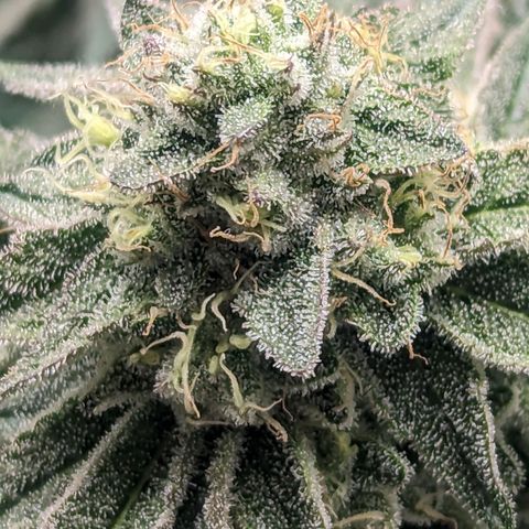 Apple Candies growlog timeline photo