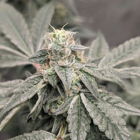Apple Candies growlog timeline photo