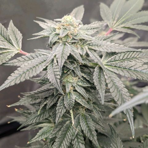 Apple Candies growlog timeline photo