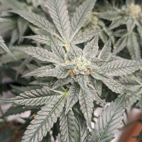 Apple Candies growlog timeline photo