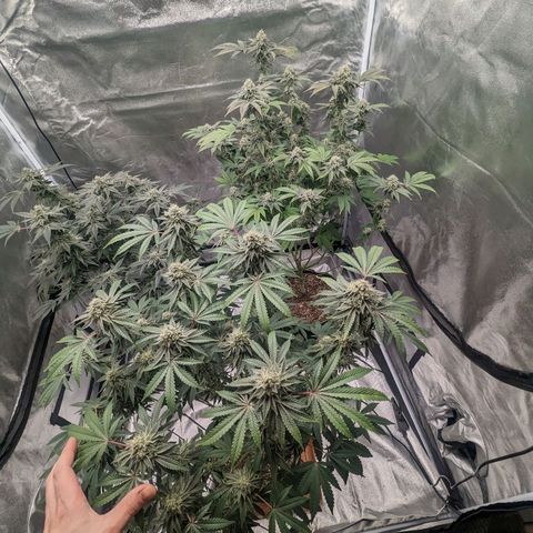 Apple Candies growlog timeline photo