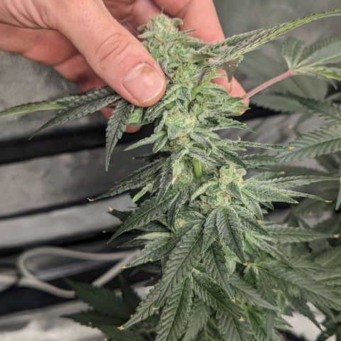 Apple Candies growlog timeline photo