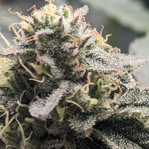 Apple Candies growlog timeline photo