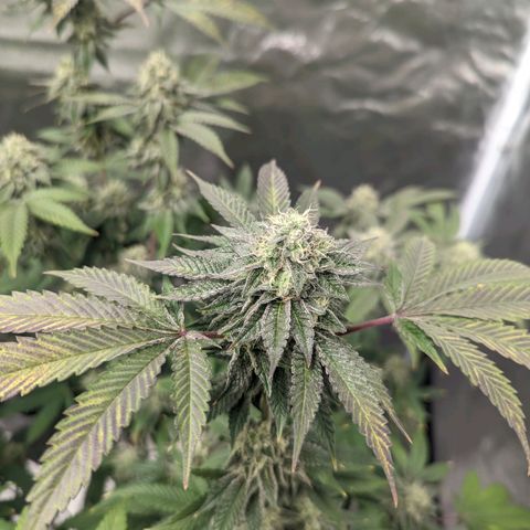 Apple Candies growlog timeline photo