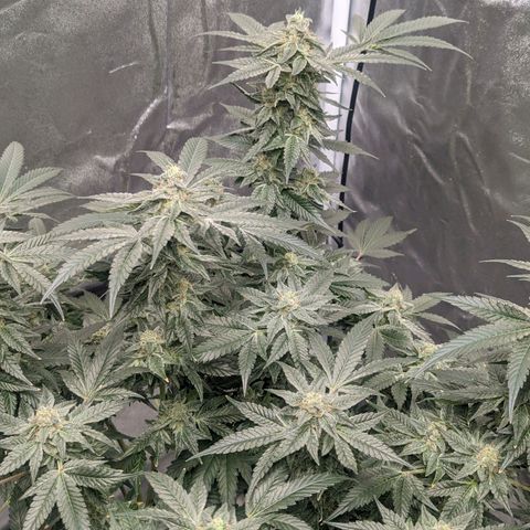 Apple Candies growlog timeline photo