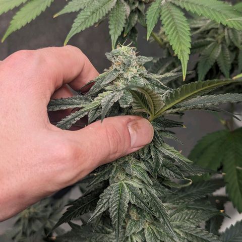 Apple Candies growlog timeline photo