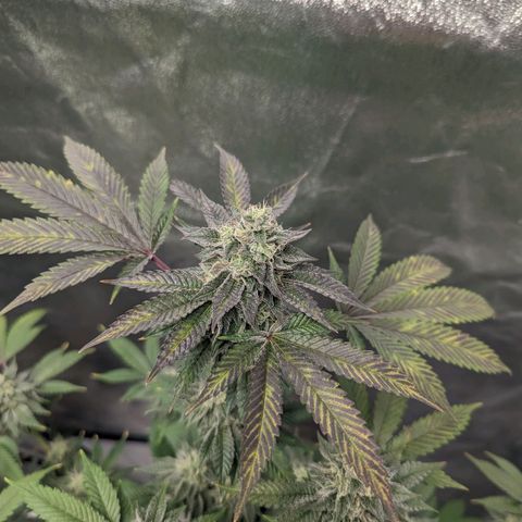 Apple Candies growlog timeline photo