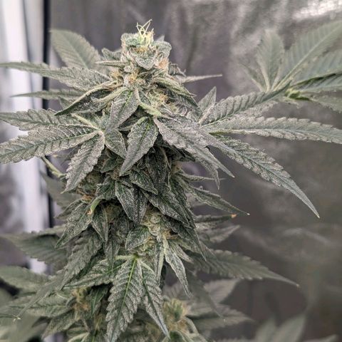 Apple Candies growlog timeline photo