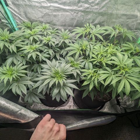 Lemon Cherry Gelato x Black Velvet #1 growlog timeline photo