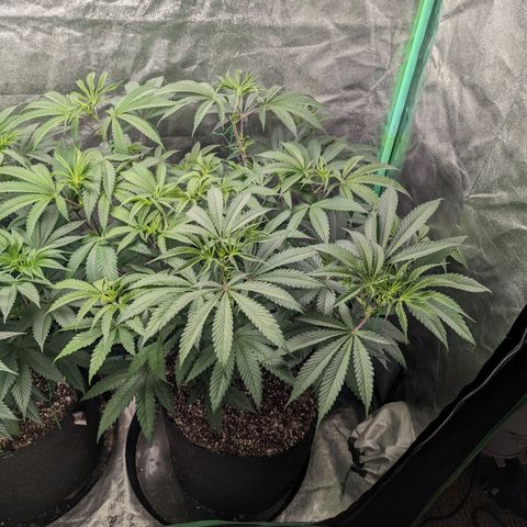 Lemon Cherry Gelato x Black Velvet #1 growlog timeline photo