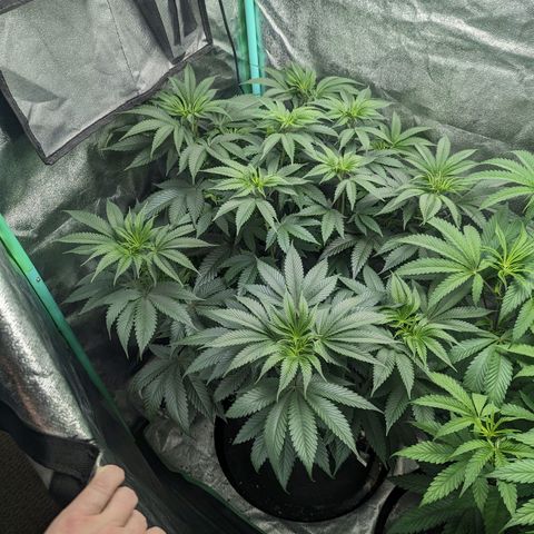Lemon Cherry Gelato x Black Velvet #1 growlog timeline photo