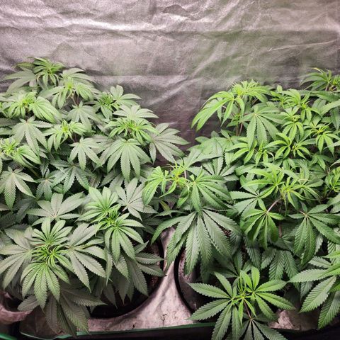 Lemon Cherry Gelato x Black Velvet #1 growlog timeline photo