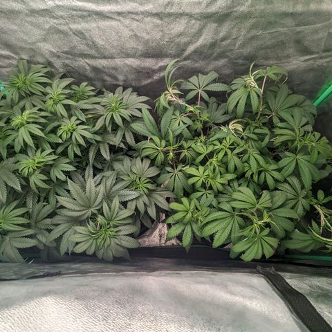 Lemon Cherry Gelato x Black Velvet #1 growlog timeline photo