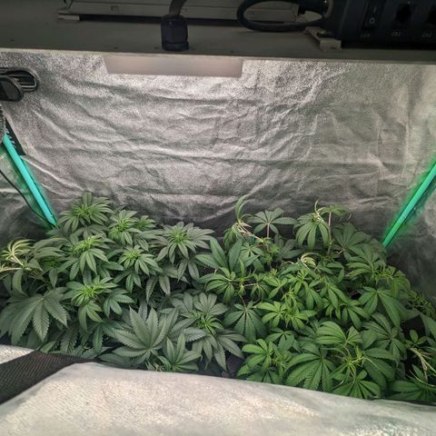 Lemon Cherry Gelato x Black Velvet #1 growlog timeline photo