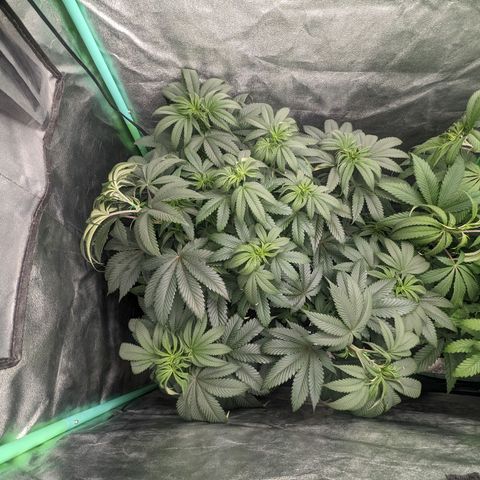 Lemon Cherry Gelato x Black Velvet #1 growlog timeline photo