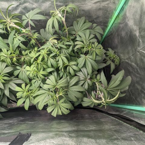 Lemon Cherry Gelato x Black Velvet #1 growlog timeline photo