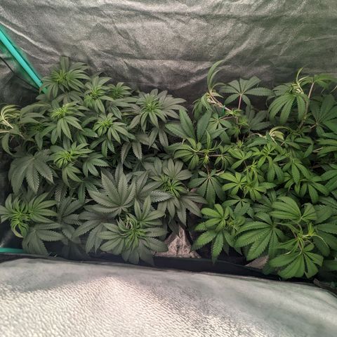 Lemon Cherry Gelato x Black Velvet #1 growlog timeline photo