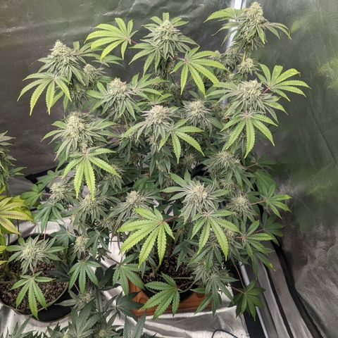 Apple Candies growlog timeline photo