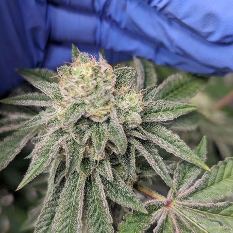 Apple Candies growlog timeline photo