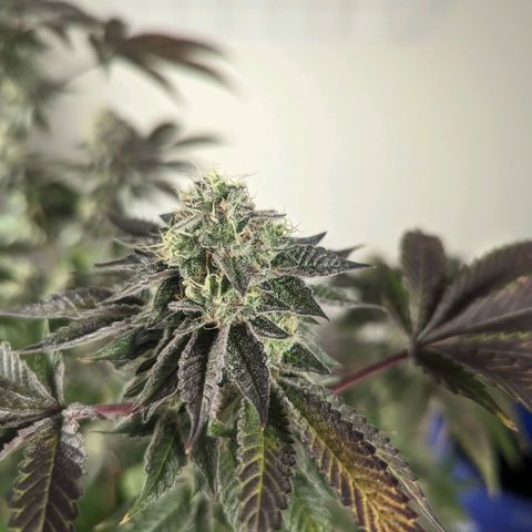 Apple Candies growlog timeline photo