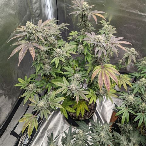 Apple Candies growlog timeline photo