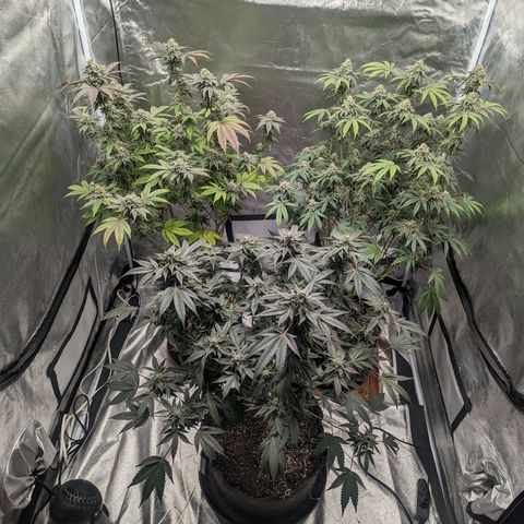Apple Candies growlog timeline photo