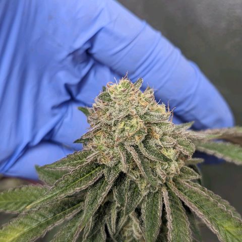 Apple Candies growlog timeline photo