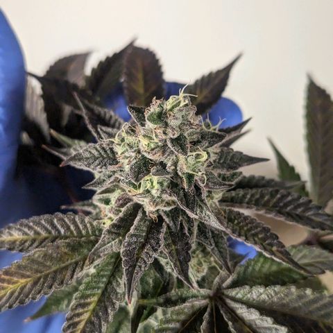 Apple Candies growlog timeline photo