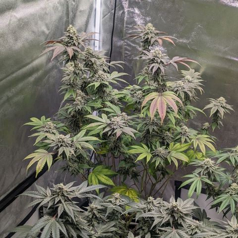 Apple Candies growlog timeline photo