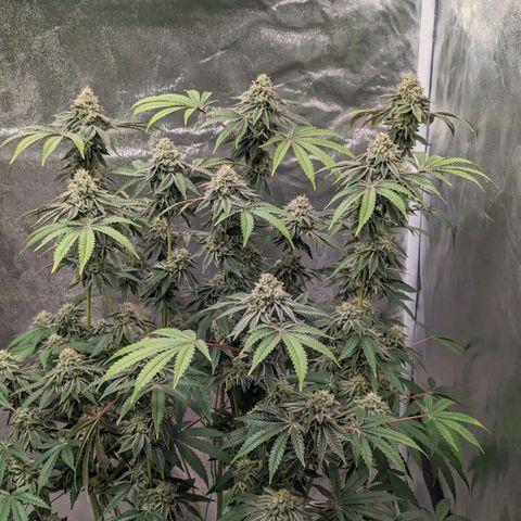 Apple Candies growlog timeline photo