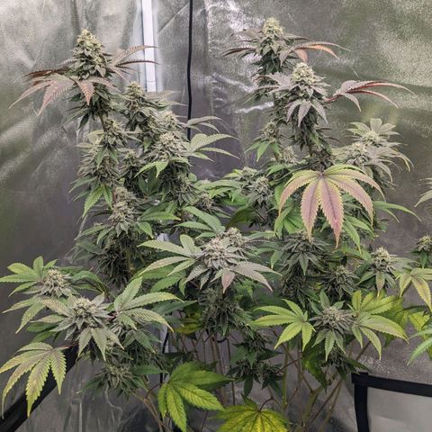 Apple Candies growlog timeline photo
