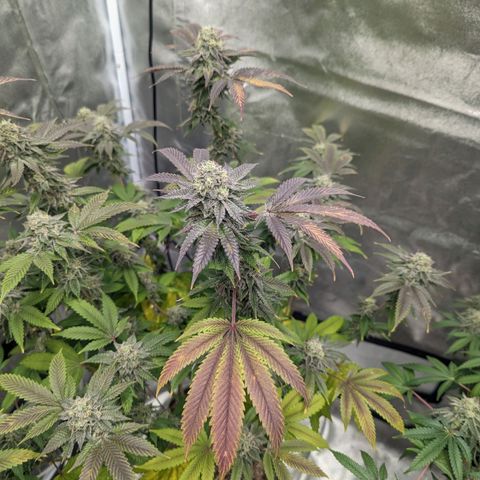 Apple Candies growlog timeline photo