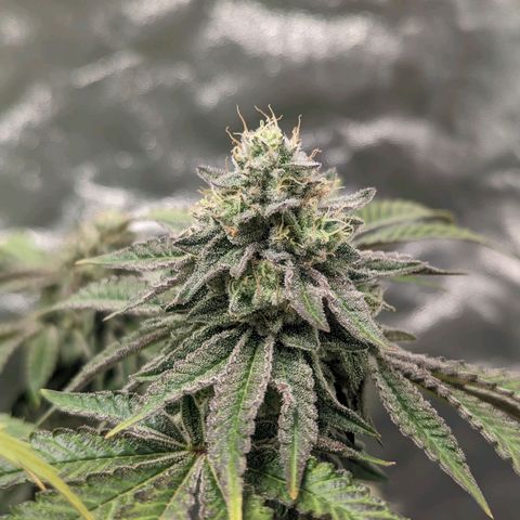 Apple Candies growlog timeline photo