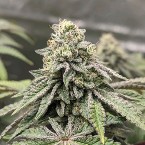 Apple Candies growlog timeline photo