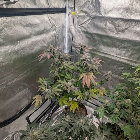 Apple Candies growlog timeline photo