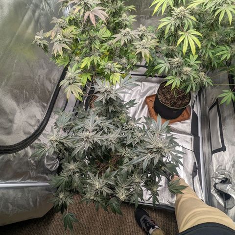 Apple Candies growlog timeline photo