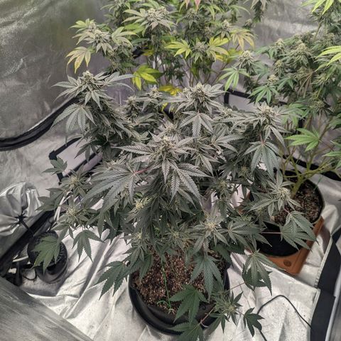 Apple Candies growlog timeline photo