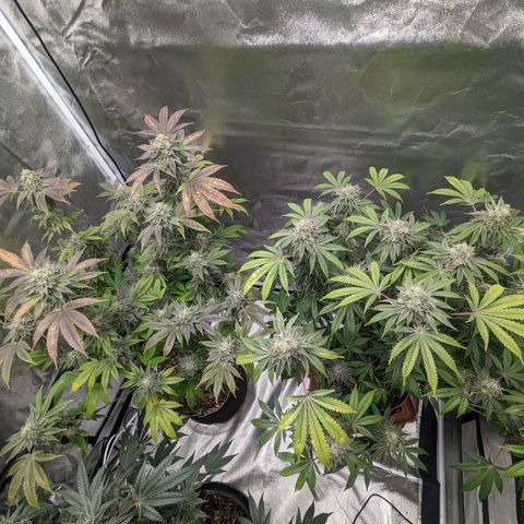 Apple Candies growlog timeline photo